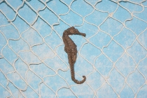 Seepferdchen Polystone ca. 9 cm