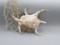 Lambis chiragra L ca.18-20 cm männlich