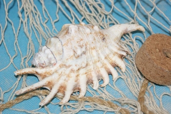 Lambis millipeda 11-13 cm