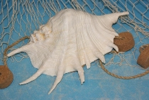 Lambis trungata ab 22,5 cm