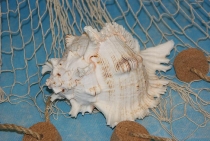 Murex Ramosus ca. 12-15 cm