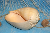 Voluta melocorona ab 22,5cm
