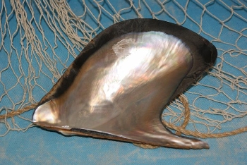 Giant Wing Oyster/Auster ca. 16cm