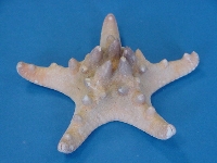 Noppenseestern ca 13cm Asteroidea