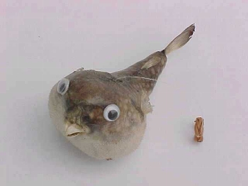 Papageifisch ca. 15 cm mit Hänger