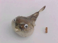 Papageifisch ca. 15 cm mit Hänger
