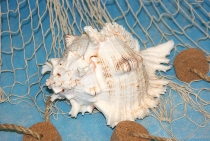 Murex Ramosus ca.17cm