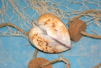 Curculea Labiata ca. 8-9 cm