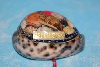 Tigermuschel mit Pellworm ca. 7 cm