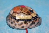 Tigermuschel mit Pellworm ca. 7 cm