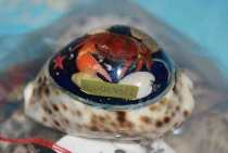 Tigermuschel mit Hiddensee ca. 7 cm