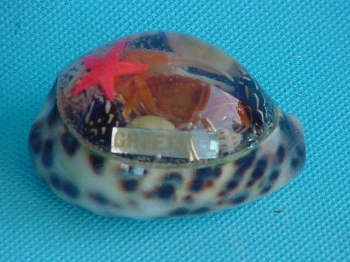 Tigermuschel mit Greetsiel ca. 7 cm
