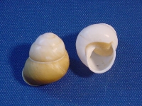Landsnail white ca. 3 cm +