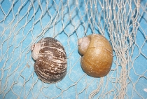Pomacea insularum ca. 5-6 cm