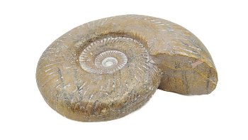 Antikgold Muschel 12x12x4 cm