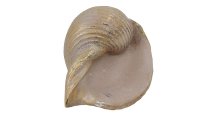 Antikgold Muschel 15x11x9 cm