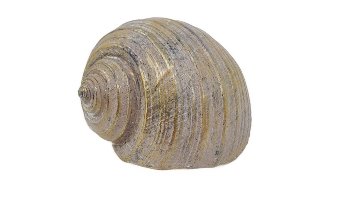Antikgold Muschel 15x11x9 cm