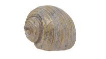 Antikgold Muschel 15x11x9 cm