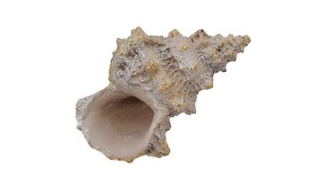 Antikgold Muschel 14x10x7 cm