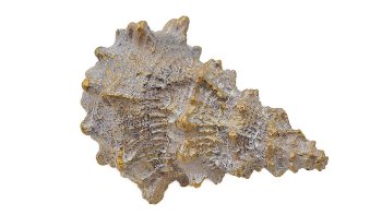 Antikgold Muschel 14x10x7 cm
