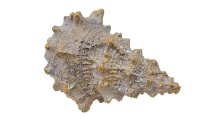 Antikgold Muschel 14x10x7 cm