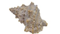 Antikgold Muschel 14x10x7 cm
