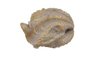 Antikgold Muschel 14x7x10 cm