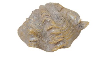 Antikgold Muschel 14x7x10 cm