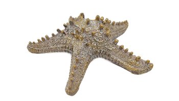 Antikgold Seestern 15x15x4 cm