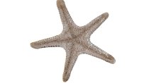 Antikgold Seestern 15x15x4 cm
