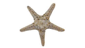 Antikgold Seestern 15x15x4 cm