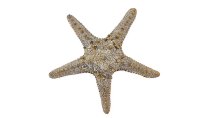 Antikgold Seestern 15x15x4 cm