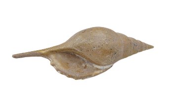 Antikgold Muschel 14x5x4 cm