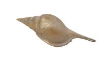 Antikgold Muschel 14x5x4 cm