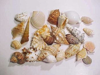 Muschelsortiment I  ca. 6-8 cm