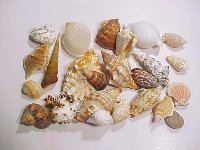 Muschelsortiment I ca. 6-8 cm