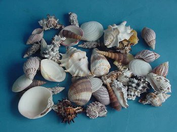 KG Ware gemischt ca. 5 cm Muscheln