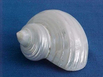 Turbo agyr ab 5 cm geschliffen perlmutt