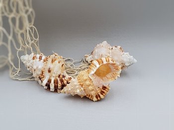 Bursa rubeta ca.7 cm