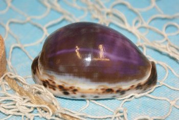 Tiger cowrie carved ca. 10 cm