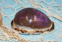 Tiger cowrie carved ca. 10 cm