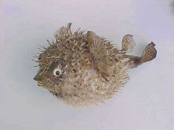 Igelfisch 15-17 cm