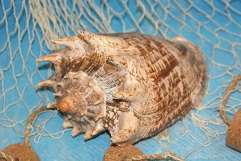 Voluta imperialis ca. 10-13 cm