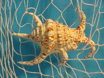 Lambis Chiragra 13-15 cm