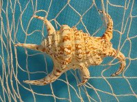 Lambis Chiragra 13-15 cm
