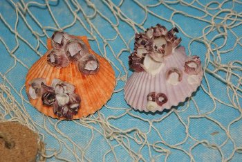 Pecten mit Seepocken    ca. 7 cm