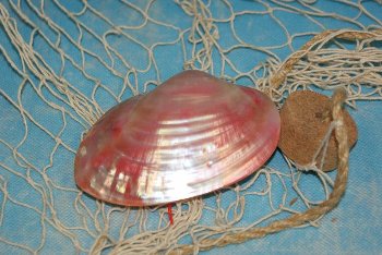 Unio Paar geschliffen pink ca.10cm