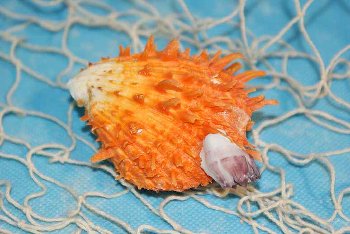 Spondylus barbatus orange ca.6cm