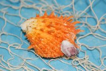 Spondylus barbatus orange ca.6cm