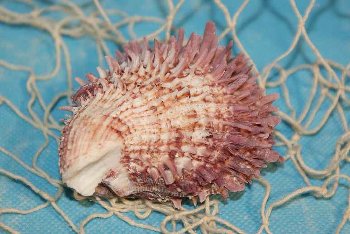 Spondylus barbatus violett  ca.6cm
